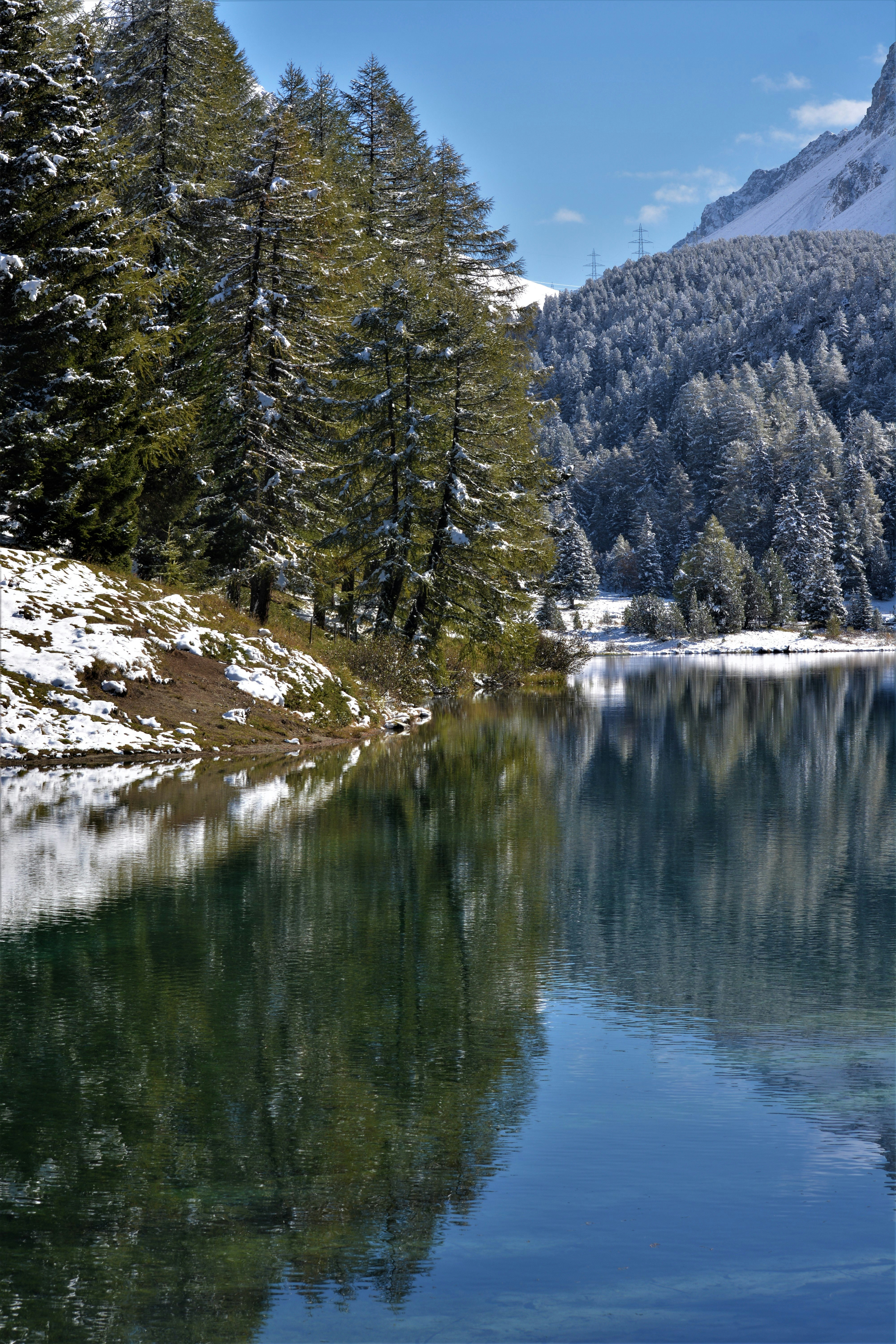 green pine trees near lake during daytime